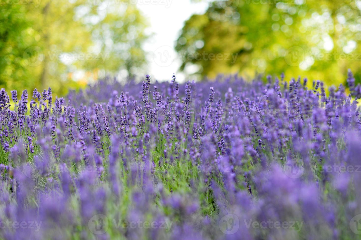 borde del bosque flor glamorosa campo de lavanda azul. foto