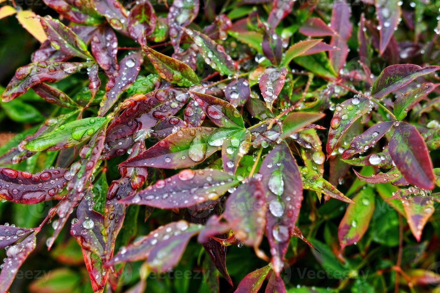 Selective focus. image. Close-up of fresh green foliage with water drops after rain - image photo