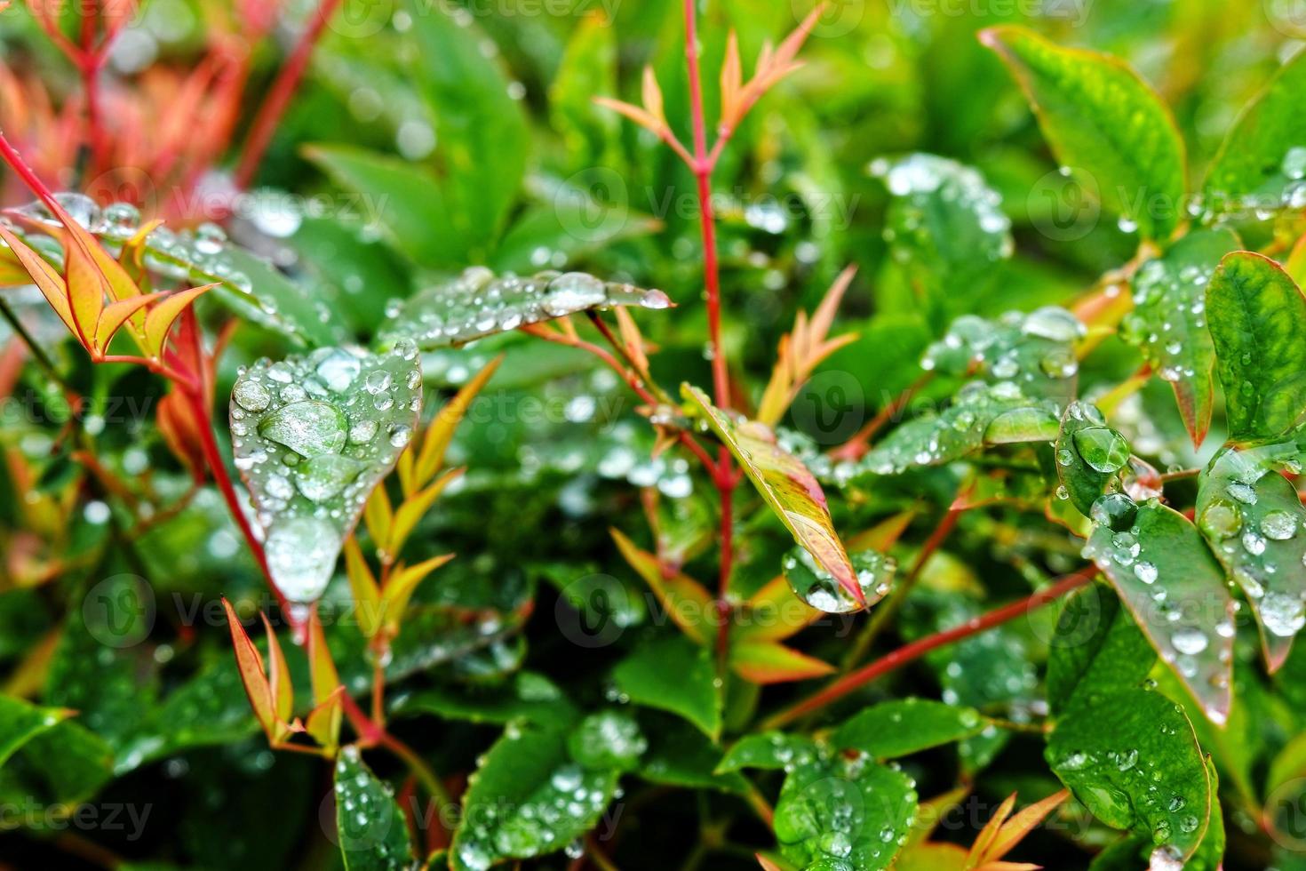 Selective focus. image. Close-up of fresh green foliage with water drops after rain - image photo