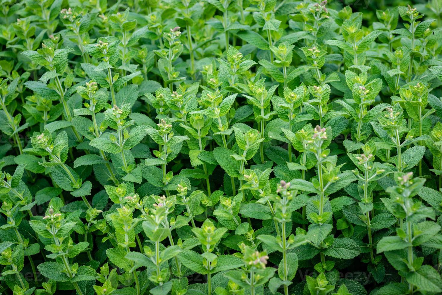 Selectife focus photography. Background with green weeds. photo