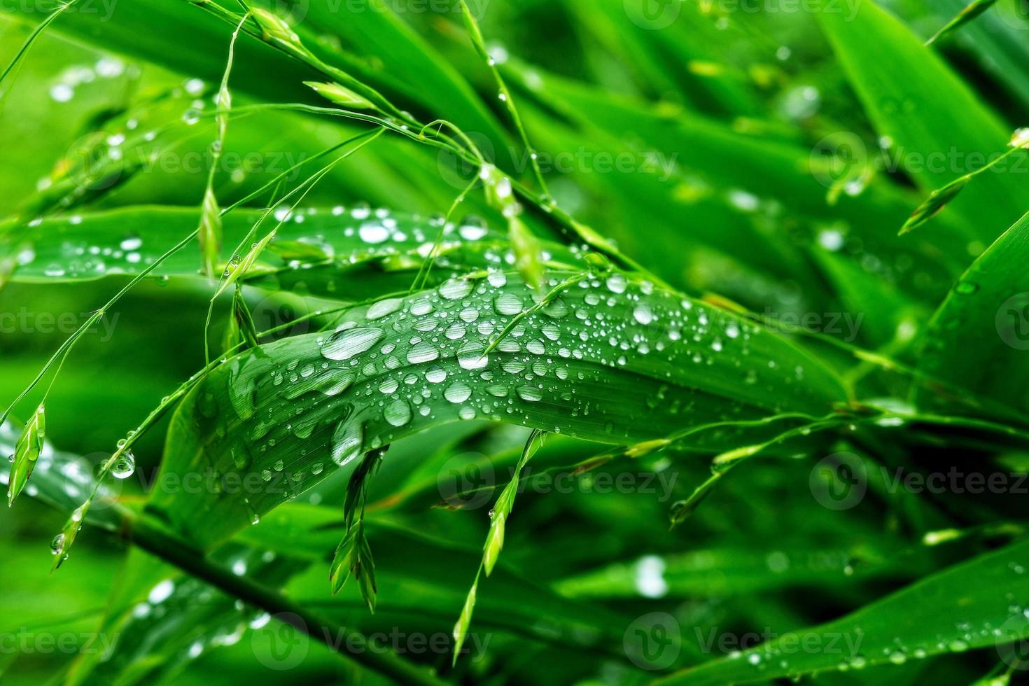 Selective focus. image. Close-up of fresh green foliage with water drops after rain - image photo