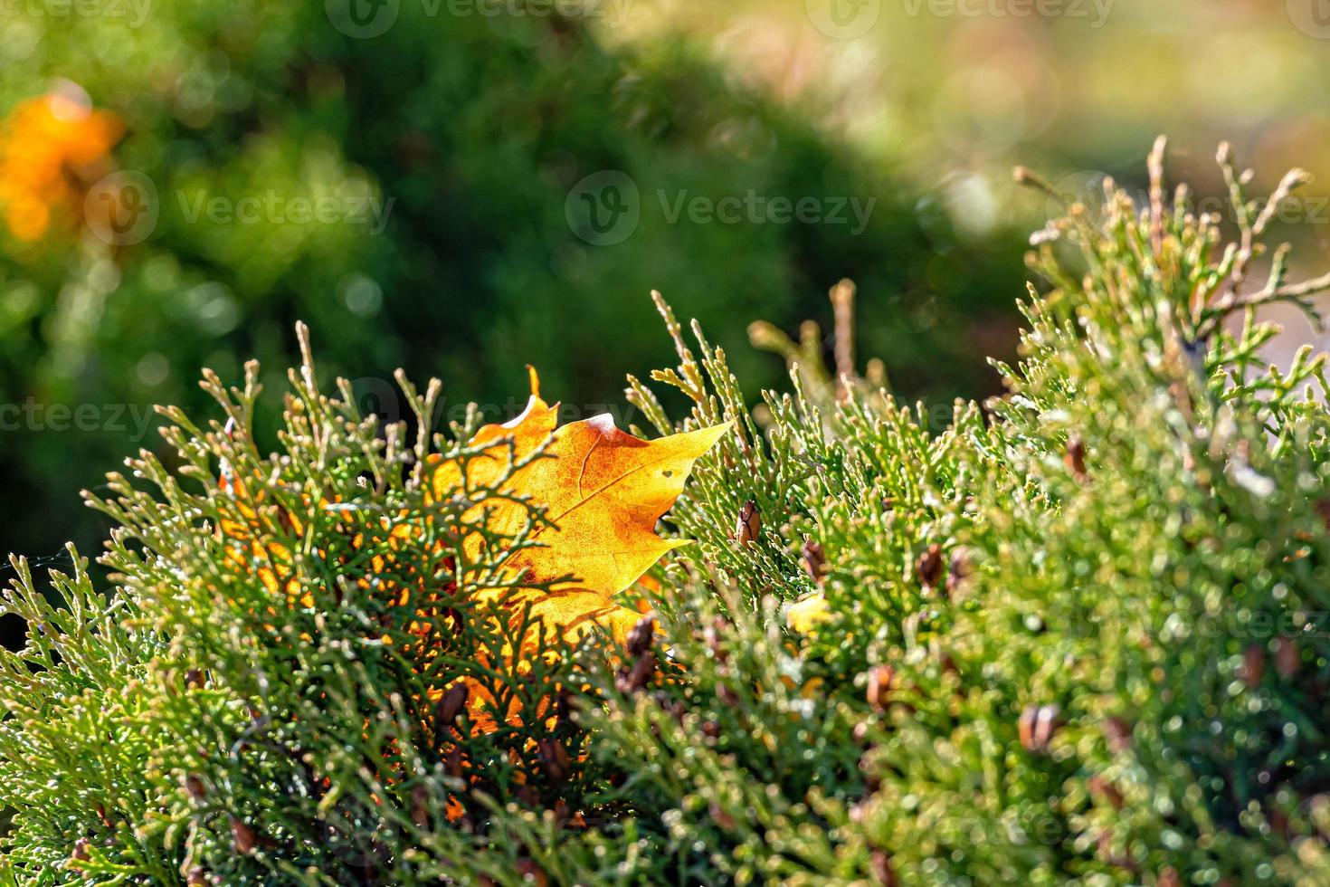 hoja de arce colorida solitaria acostada sobre un musgo. concepto de otoño - imagen foto