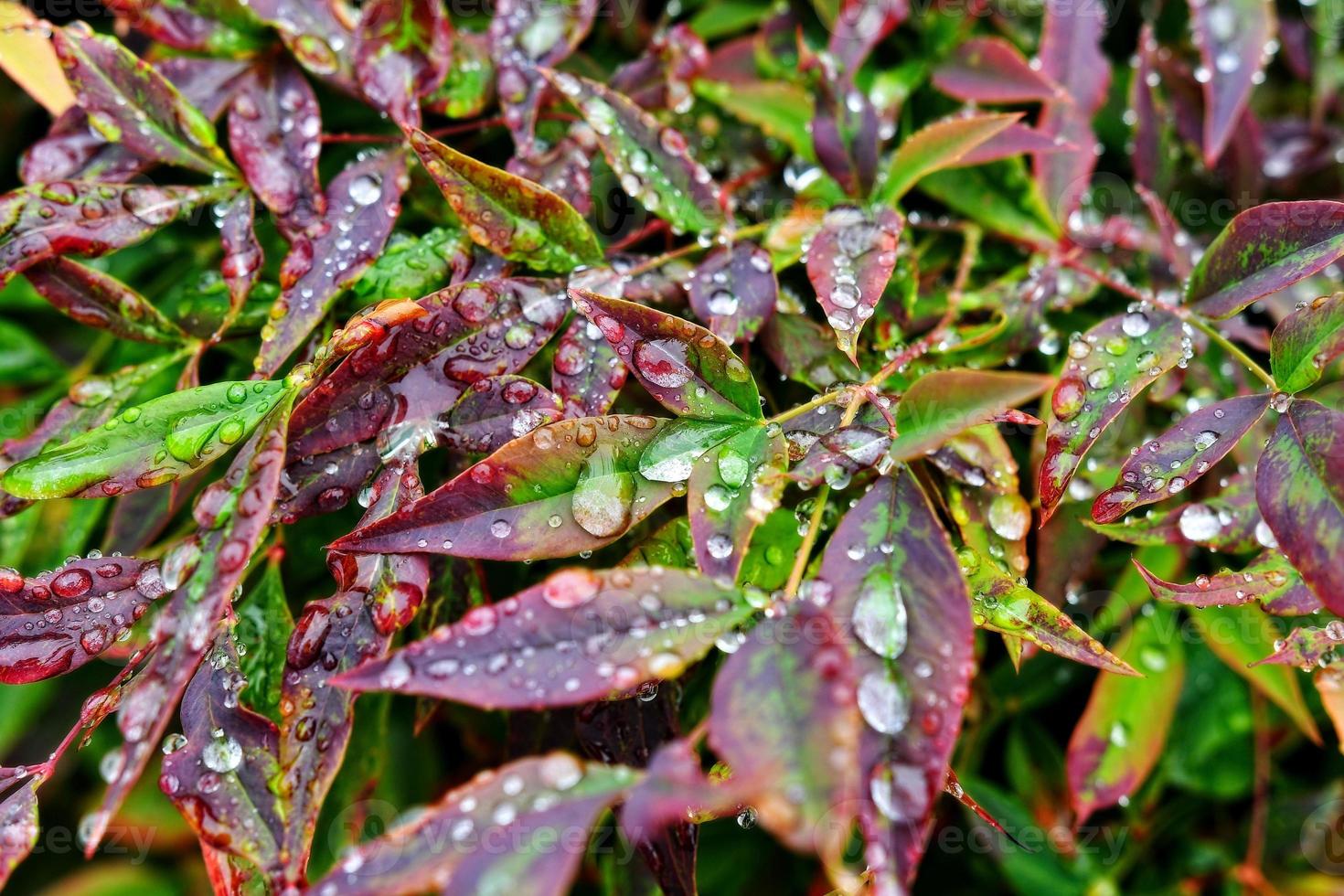 Selective focus. image. Close-up of fresh green foliage with water drops after rain - image photo