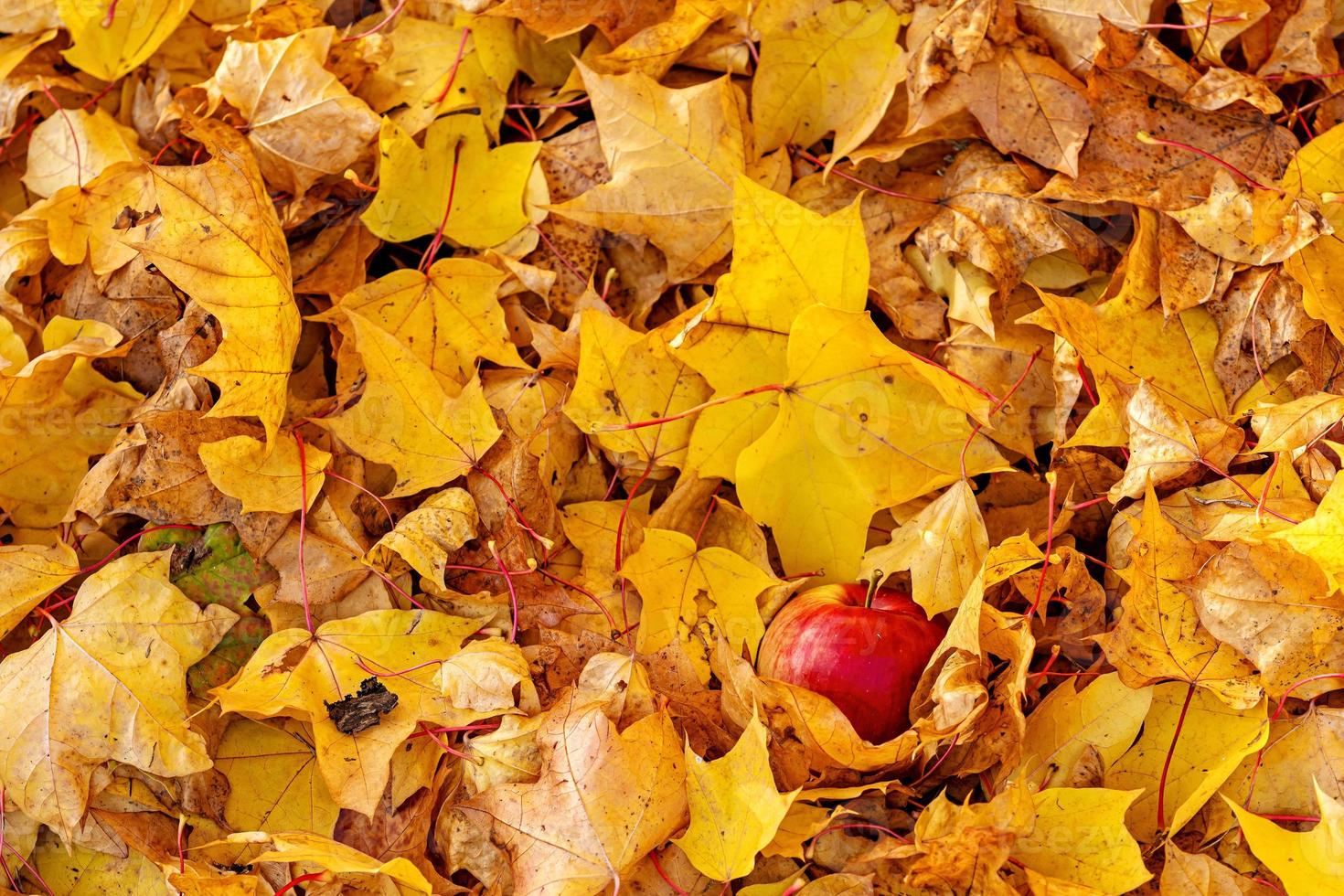 Lonely apple on a background of colorful autumn maple leaves - image photo