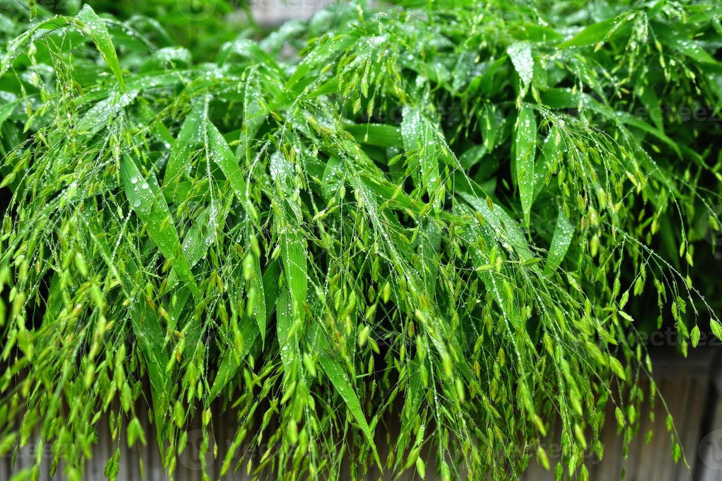 enfoque selectivo. imagen. Close-up de follaje verde fresco con gotas de agua después de la lluvia - imagen foto