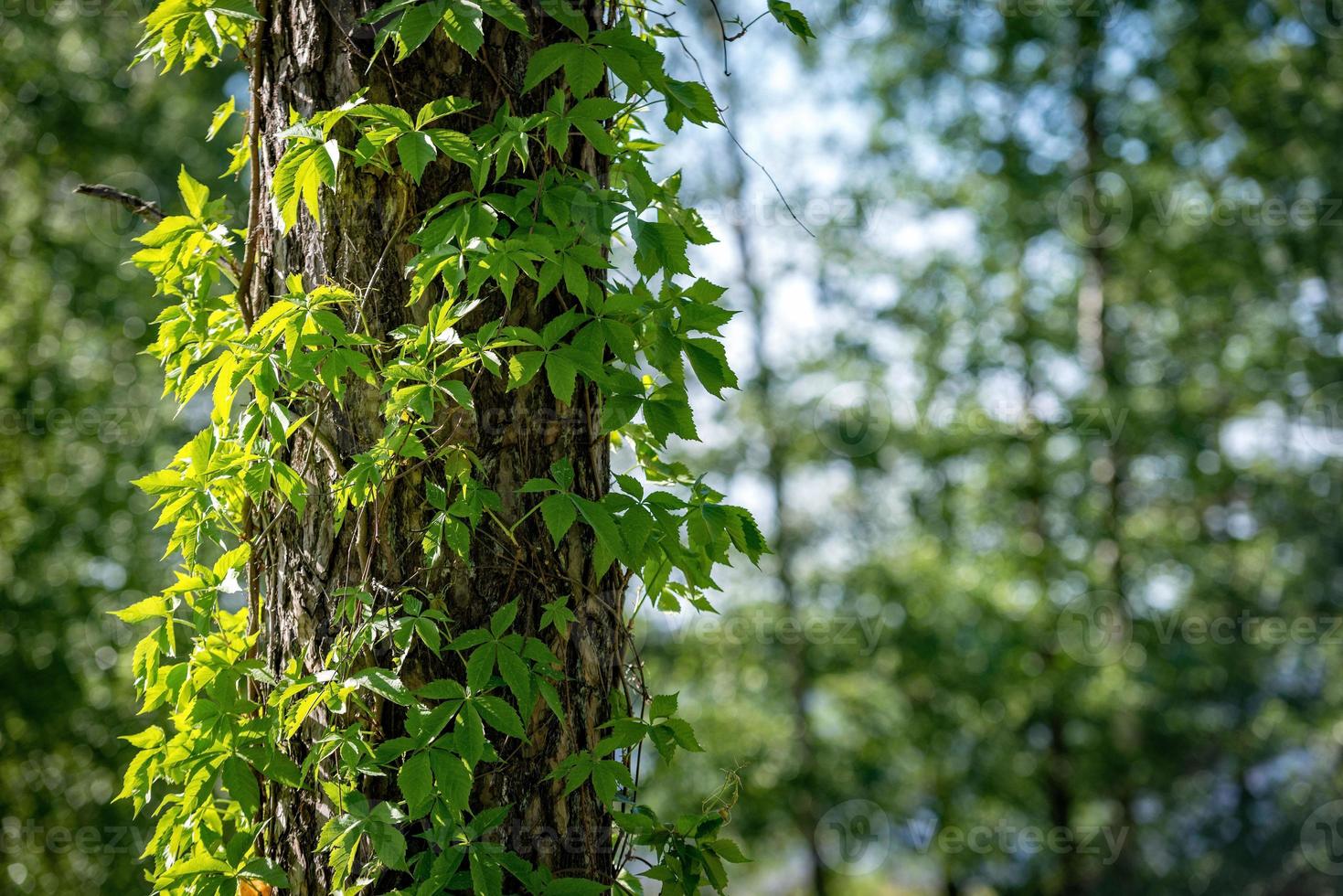 Close-up of ivy on tree trunks photo