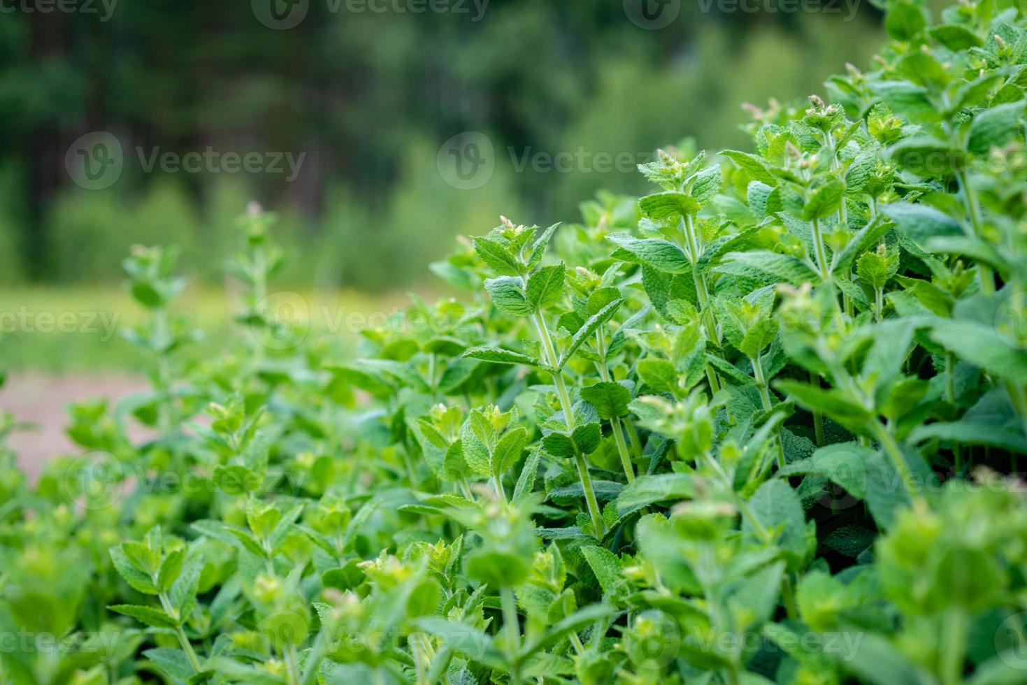 Selectife focus photography. Background with green weeds. photo