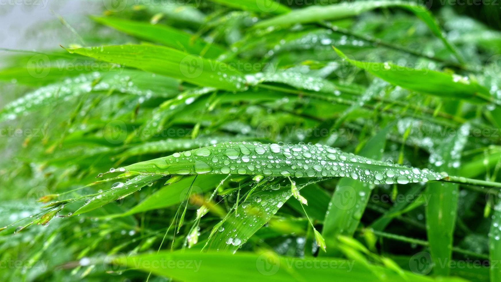 Selective focus. image. Close-up of fresh green foliage with water drops after rain - image photo