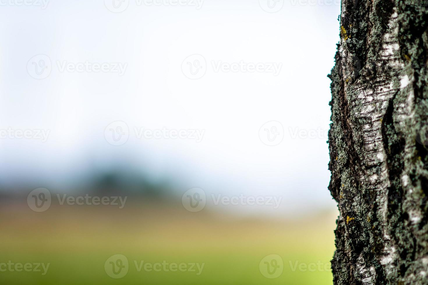 fondo abstracto con un primer plano de un tronco de árbol de abedul solitario. foto