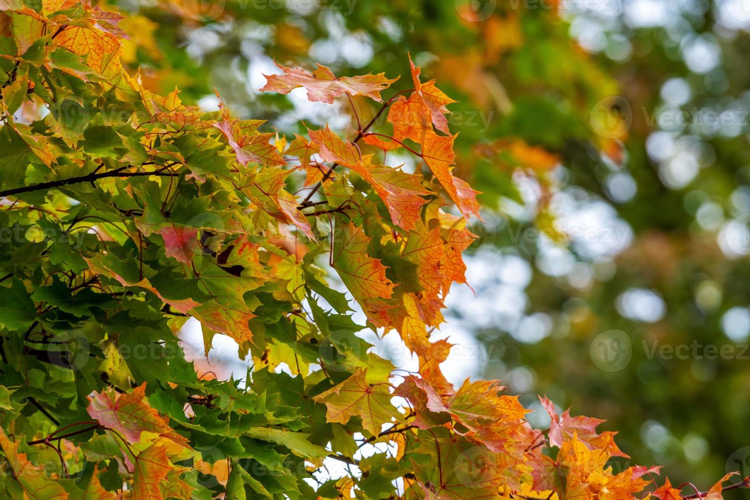 Selective focus photograph. Maple with colored autumn leaves. photo