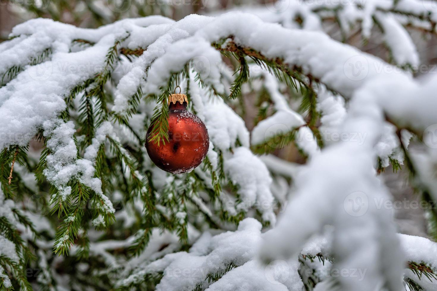 bola de navidad roja en la rama de abeto cubierto de nieve foto
