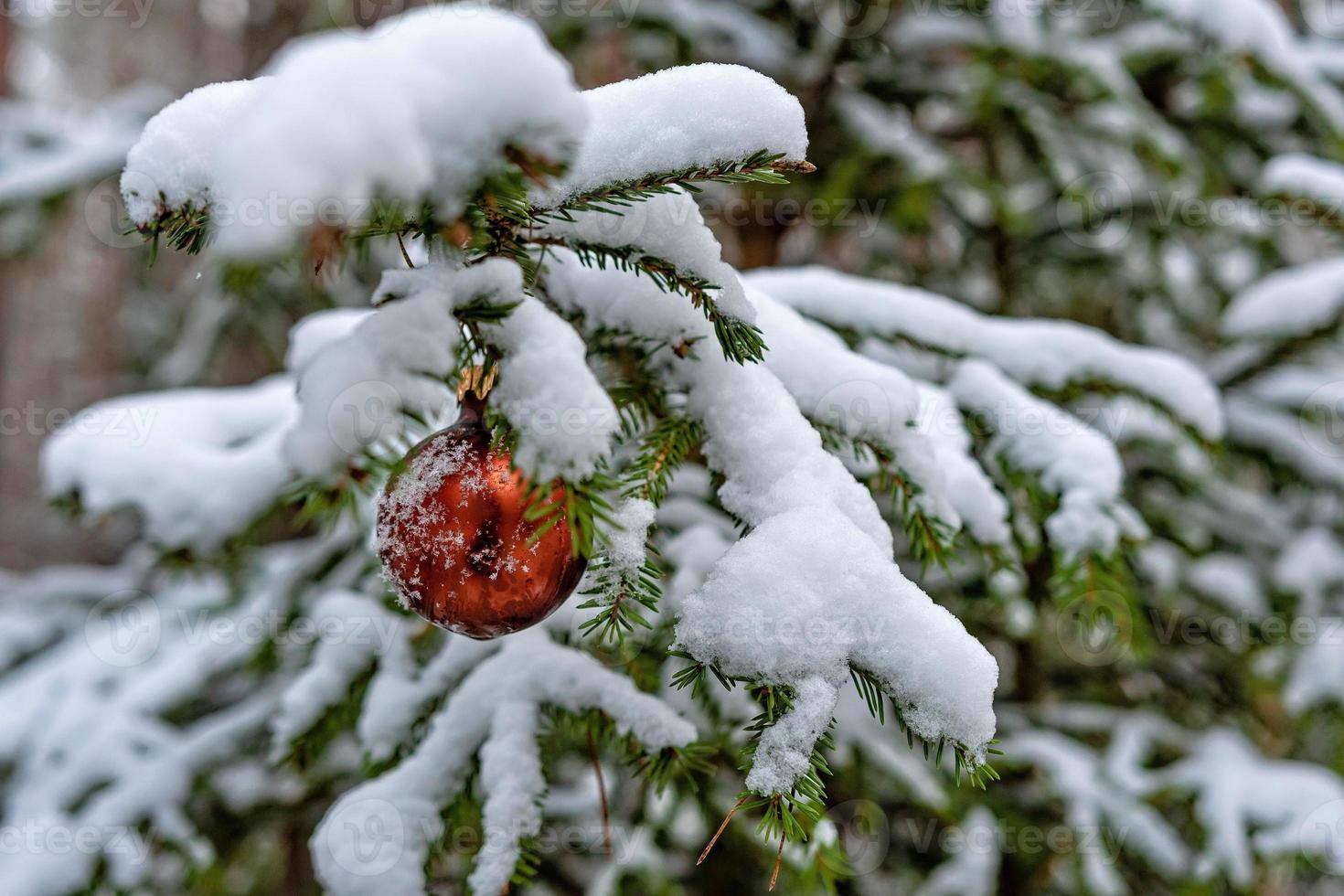 bola de navidad roja en la rama de abeto cubierto de nieve foto