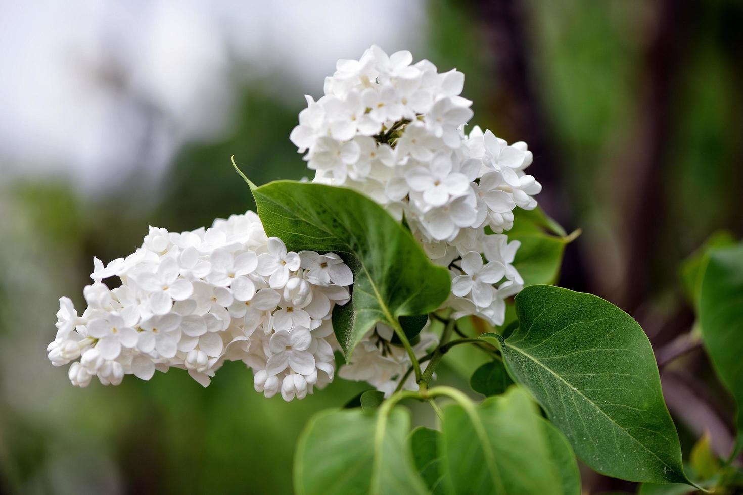 White flowers in the garden photo