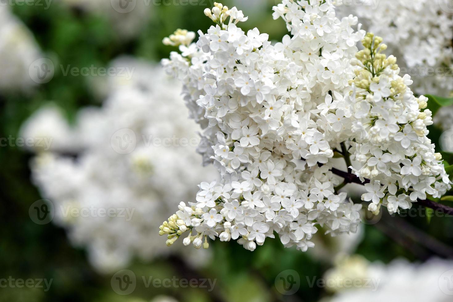 flores blancas en el jardin foto