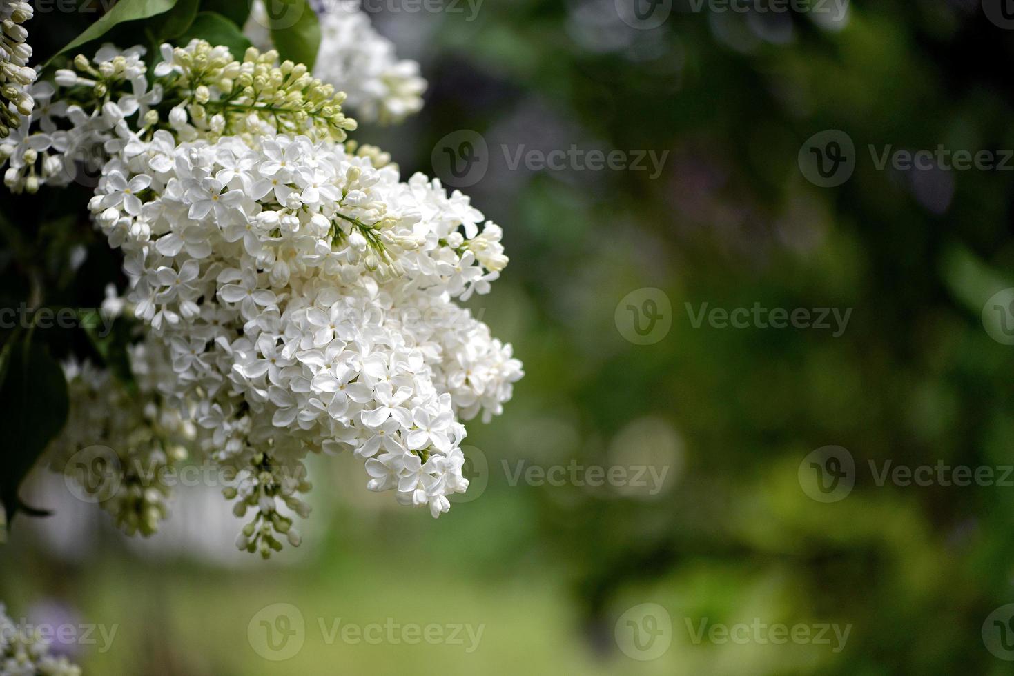 flores blancas en el jardin foto