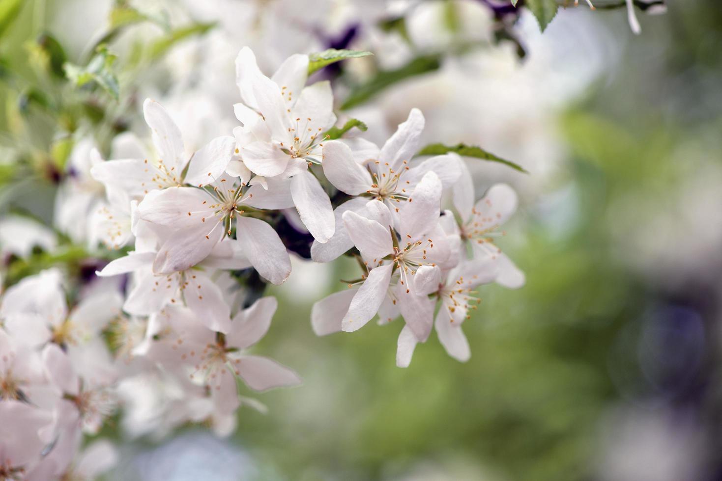 hermosas flores blancas en el jardín foto