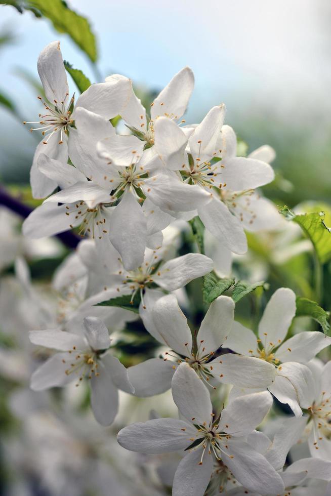 hermosas flores blancas en el jardín foto