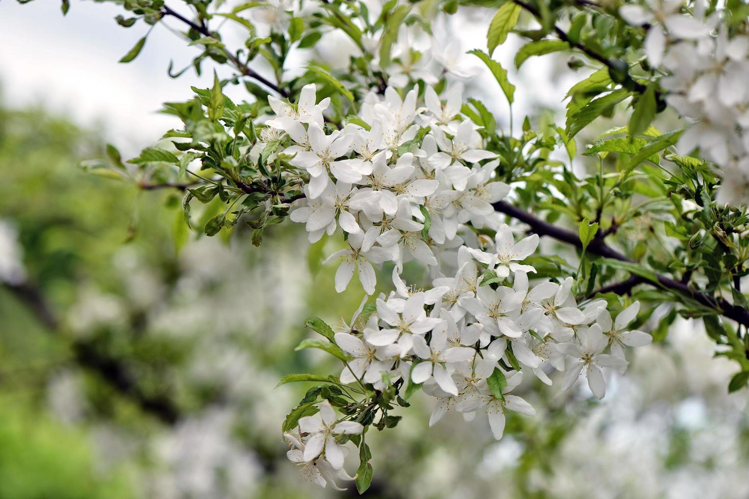 hermosas flores blancas en el jardín foto