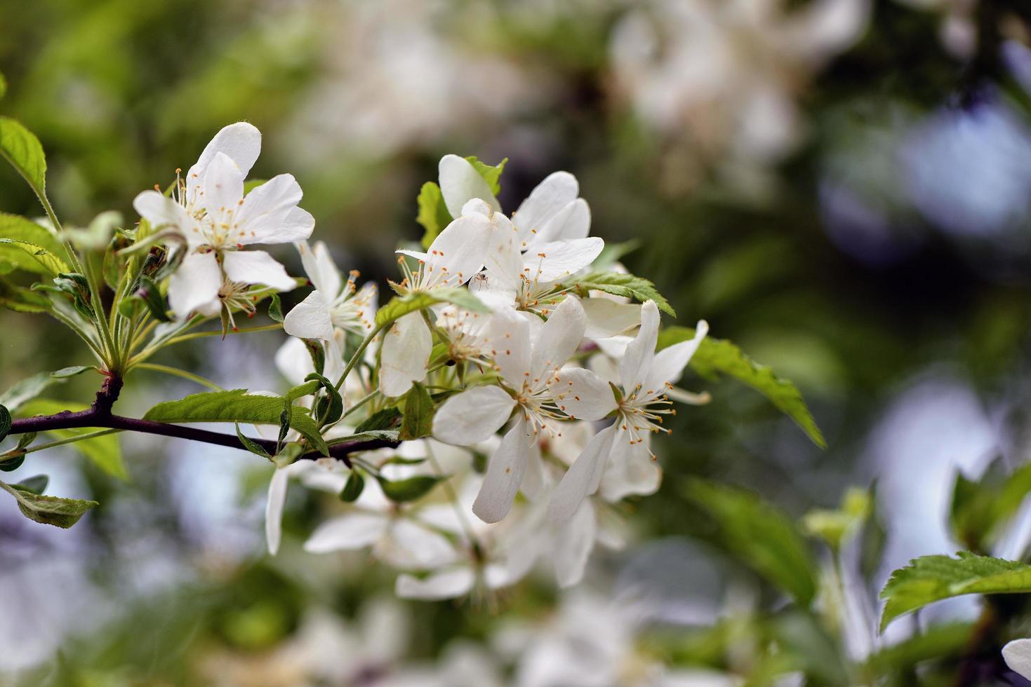 hermosas flores blancas en el jardín foto