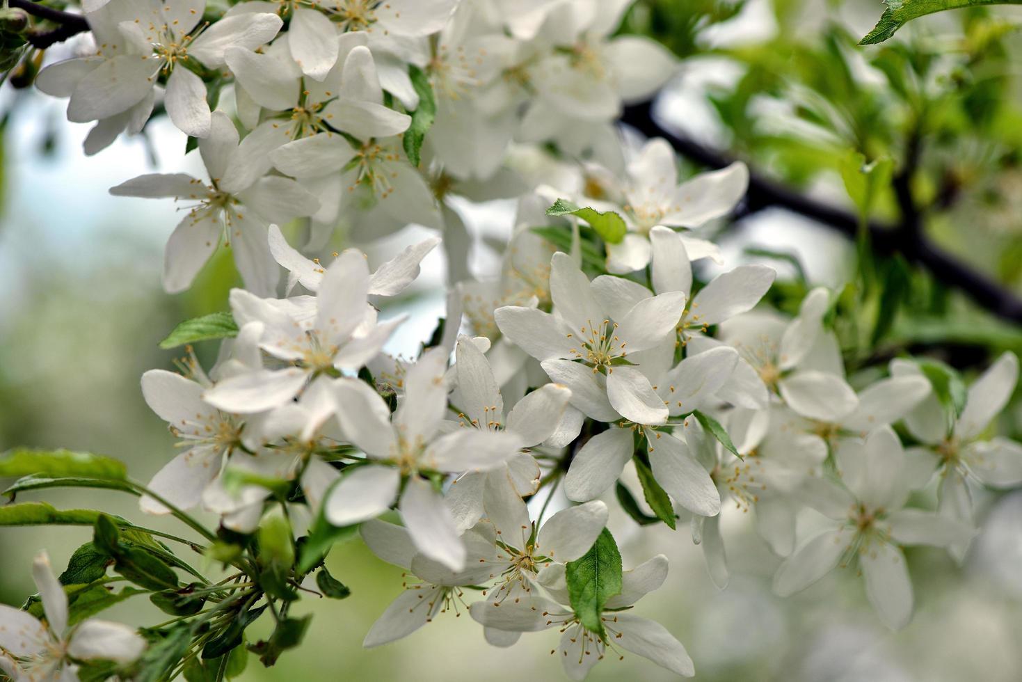 hermosas flores blancas en el jardín foto