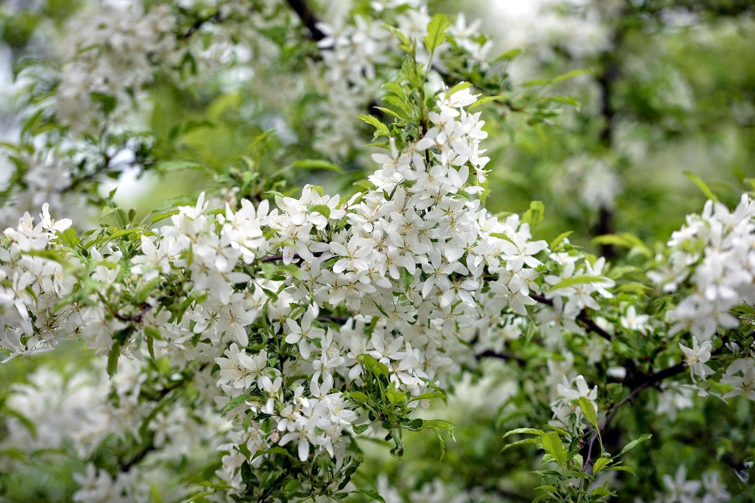 Beautiful white flowers in the garden photo