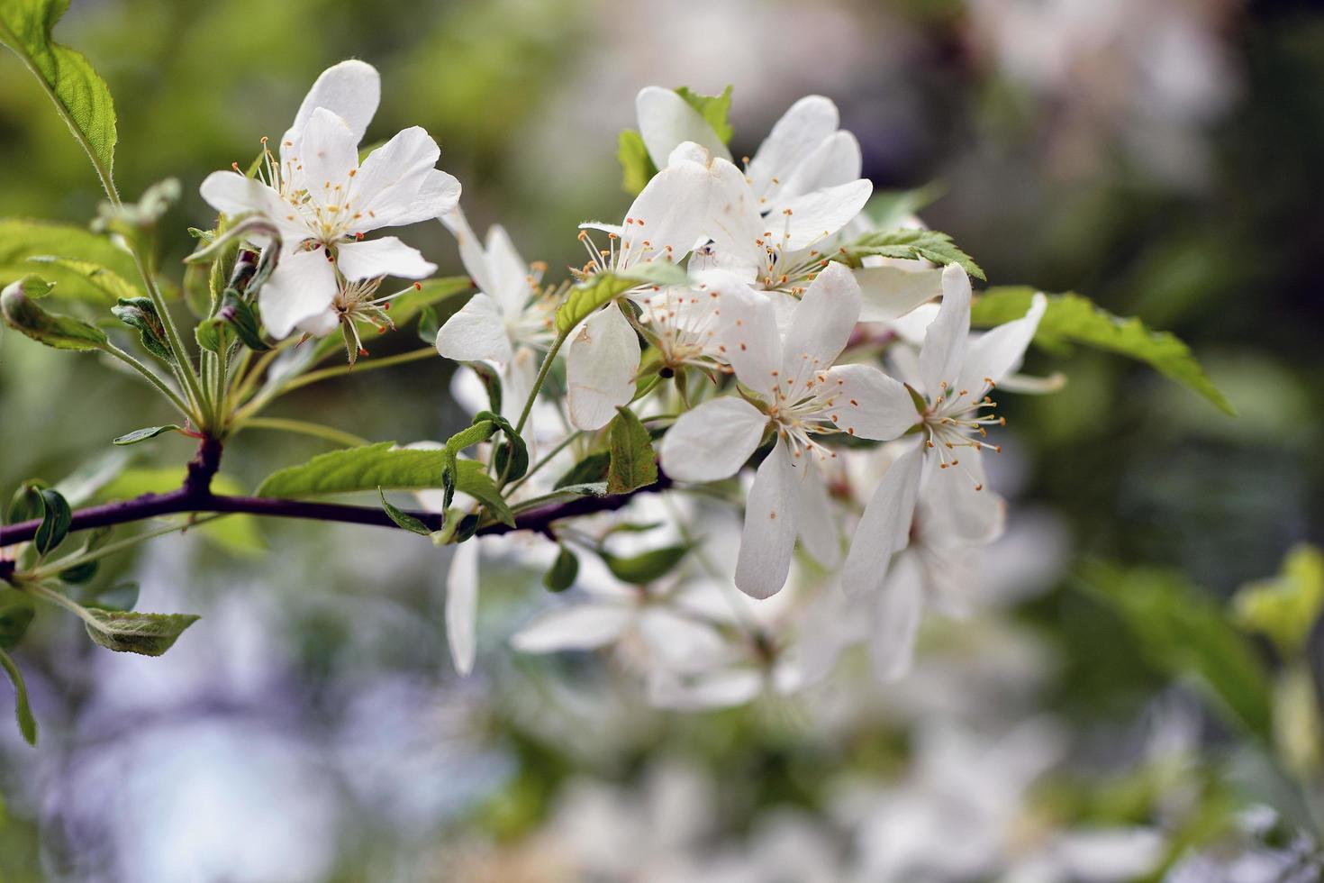 Beautiful white flowers in the garden photo