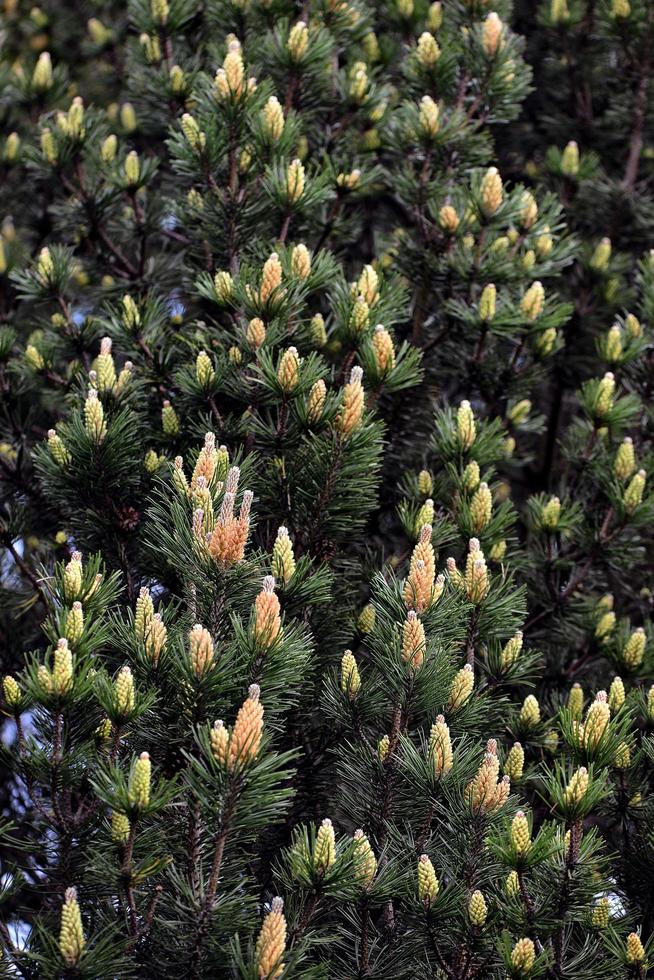 Pine with young cones photo