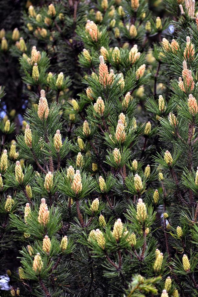 Pine with young cones photo