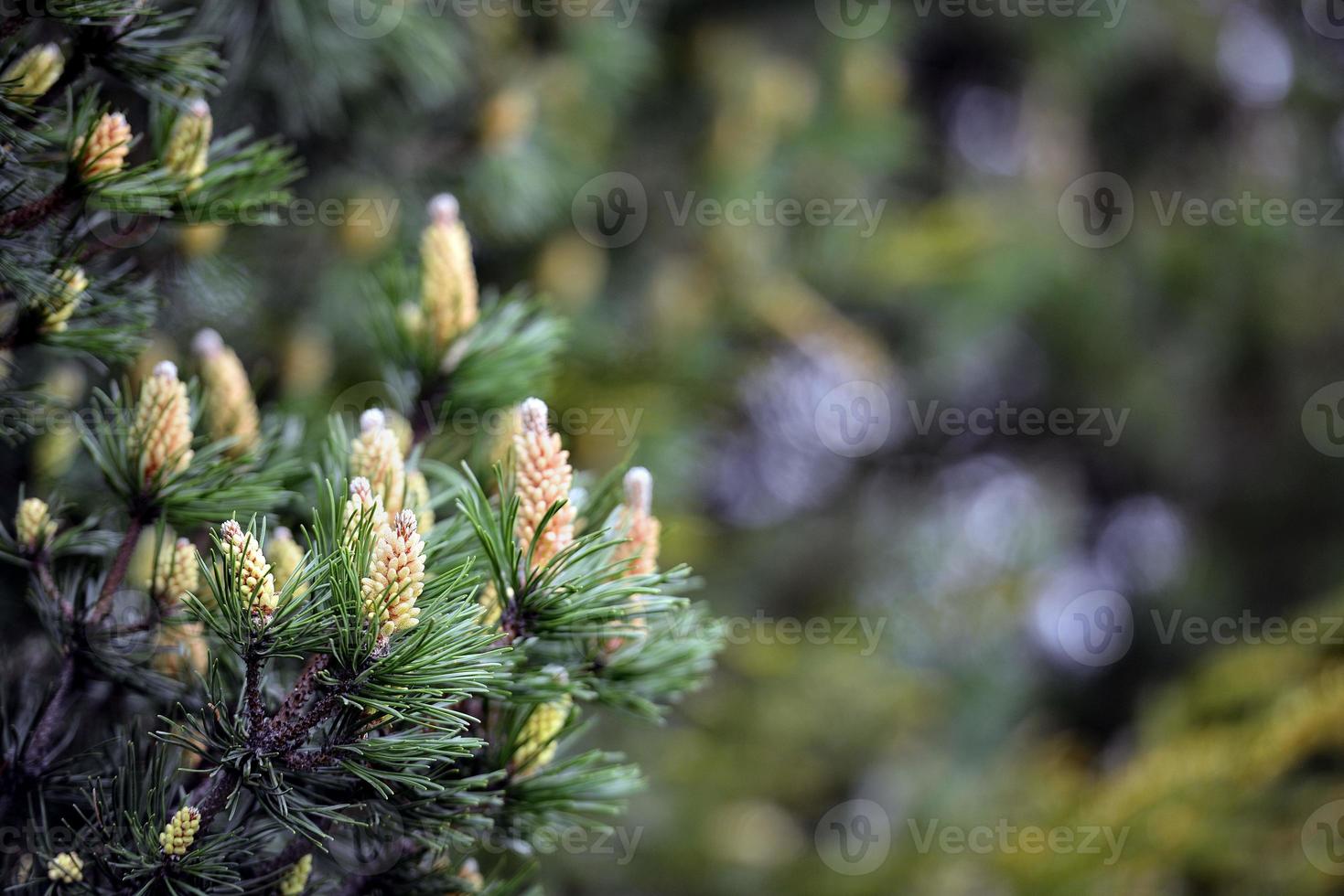 Pine with young cones photo