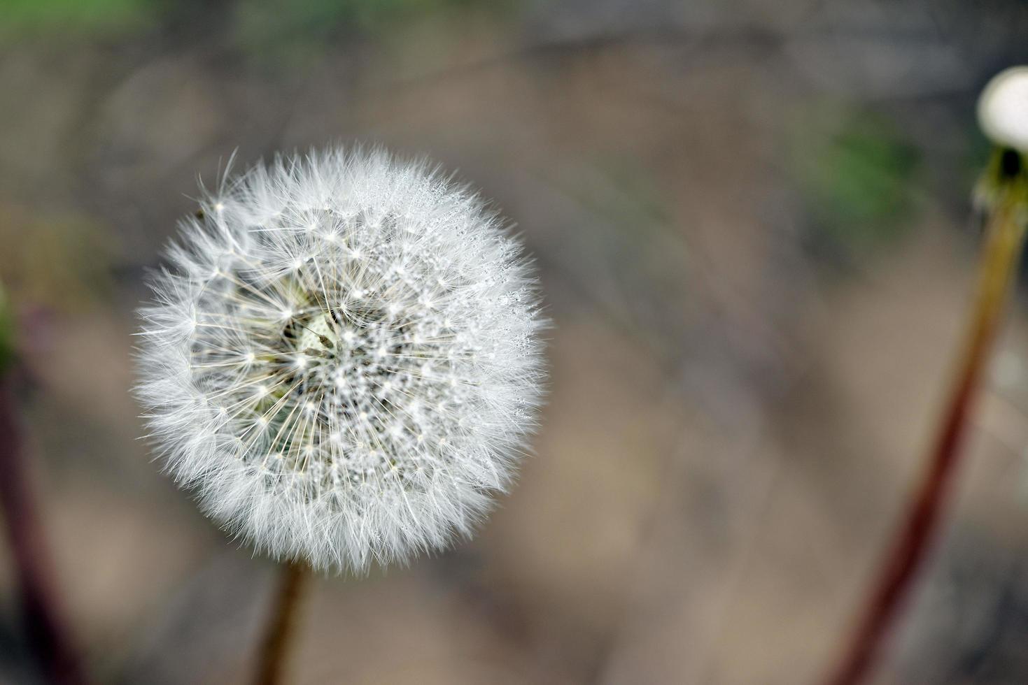 Dandelion close-up photo