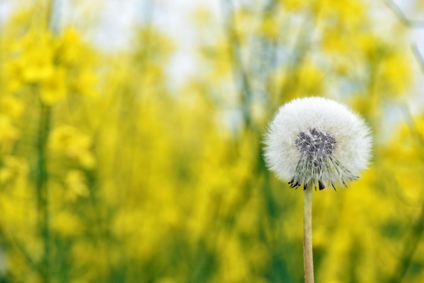 Dandelion close-up photo