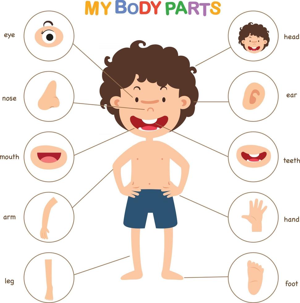 Ilustración de la parte del vocabulario del vector corporal