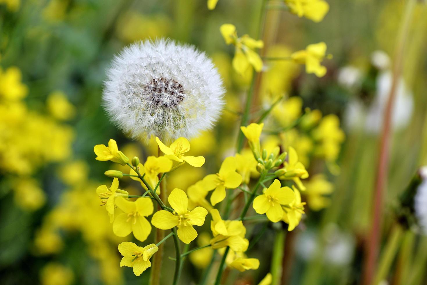 Dandelion on the field photo