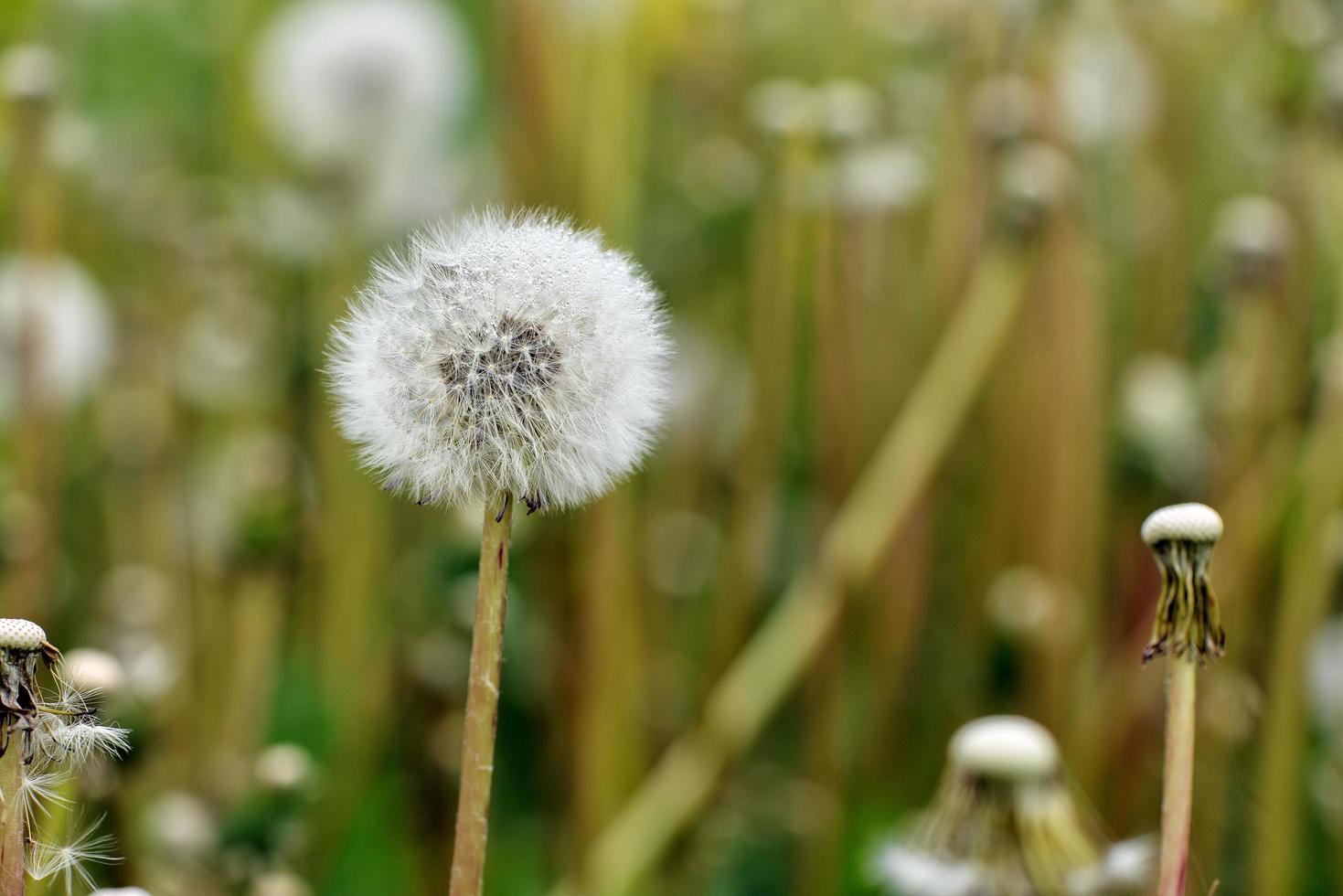 Dandelion on the field photo