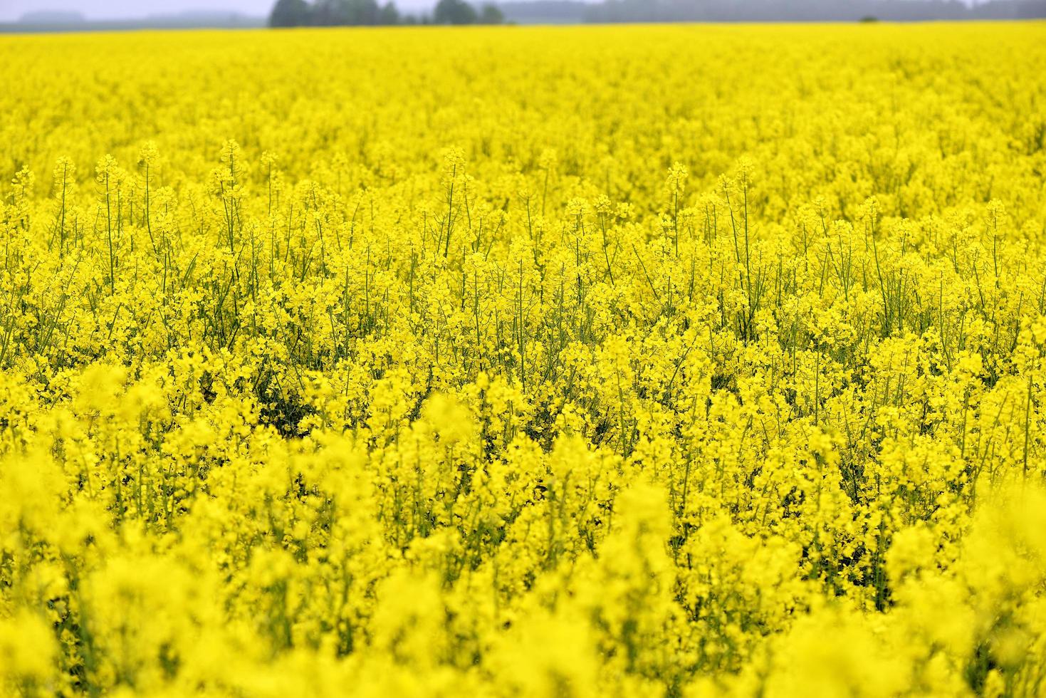 hermosas flores amarillas, campo floreciente de colza foto