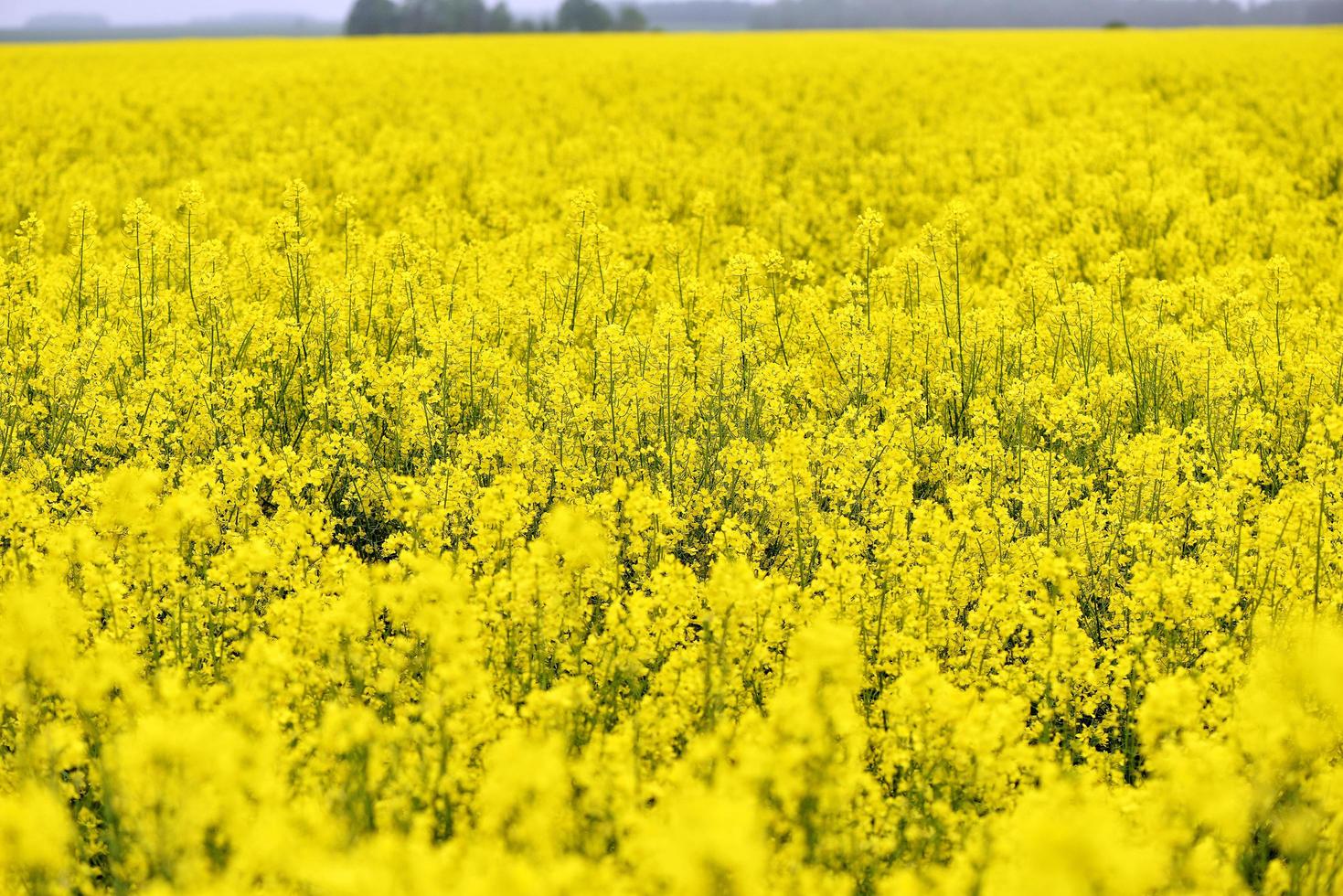 Beautiful yellow flowers, blooming rapeseed field photo