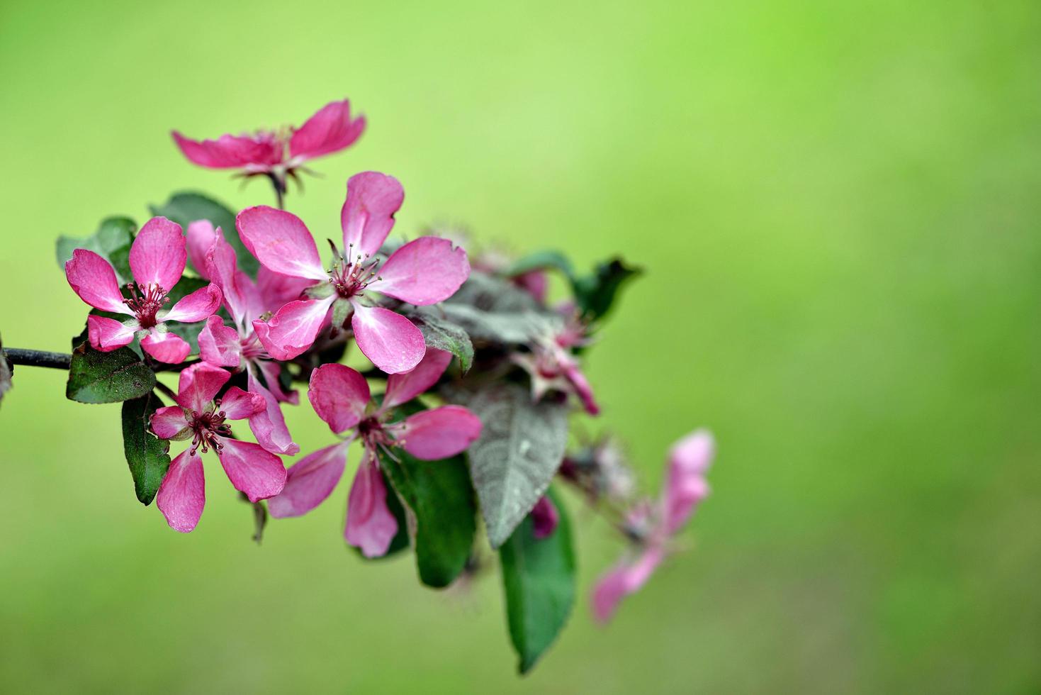 hermosas flores rosadas floreciendo foto