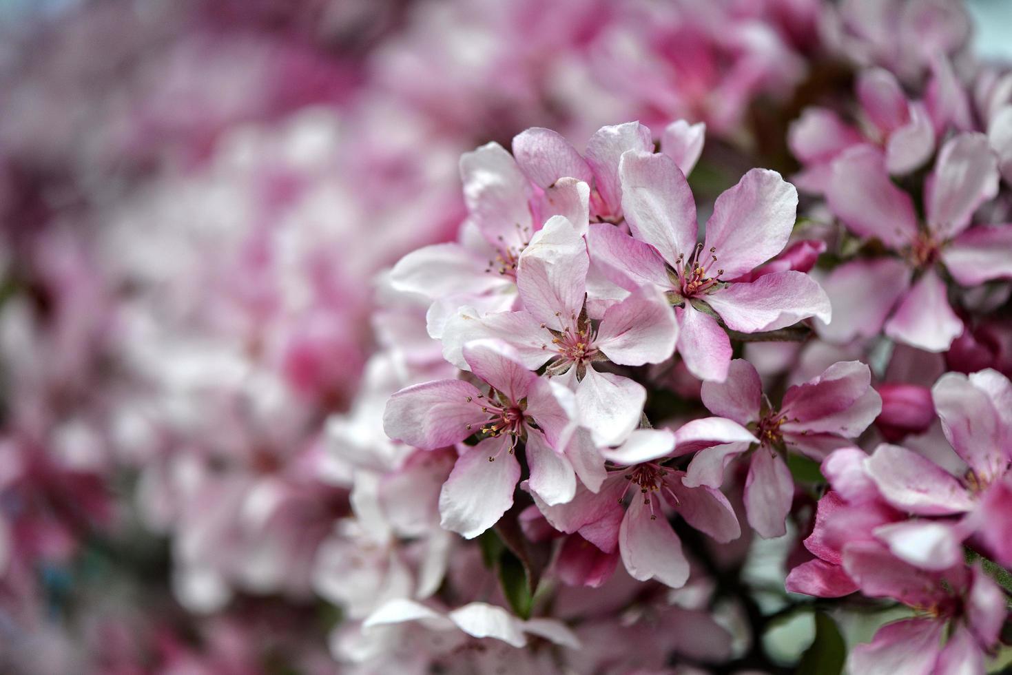 Beautiful pink flowers blooming photo