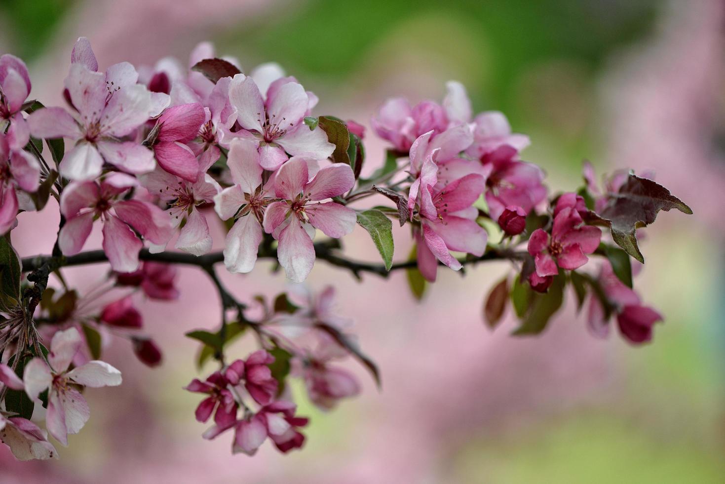 Beautiful pink flowers blooming photo