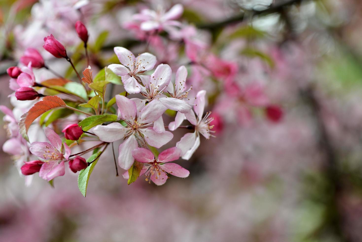 Beautiful pink flowers blooming photo