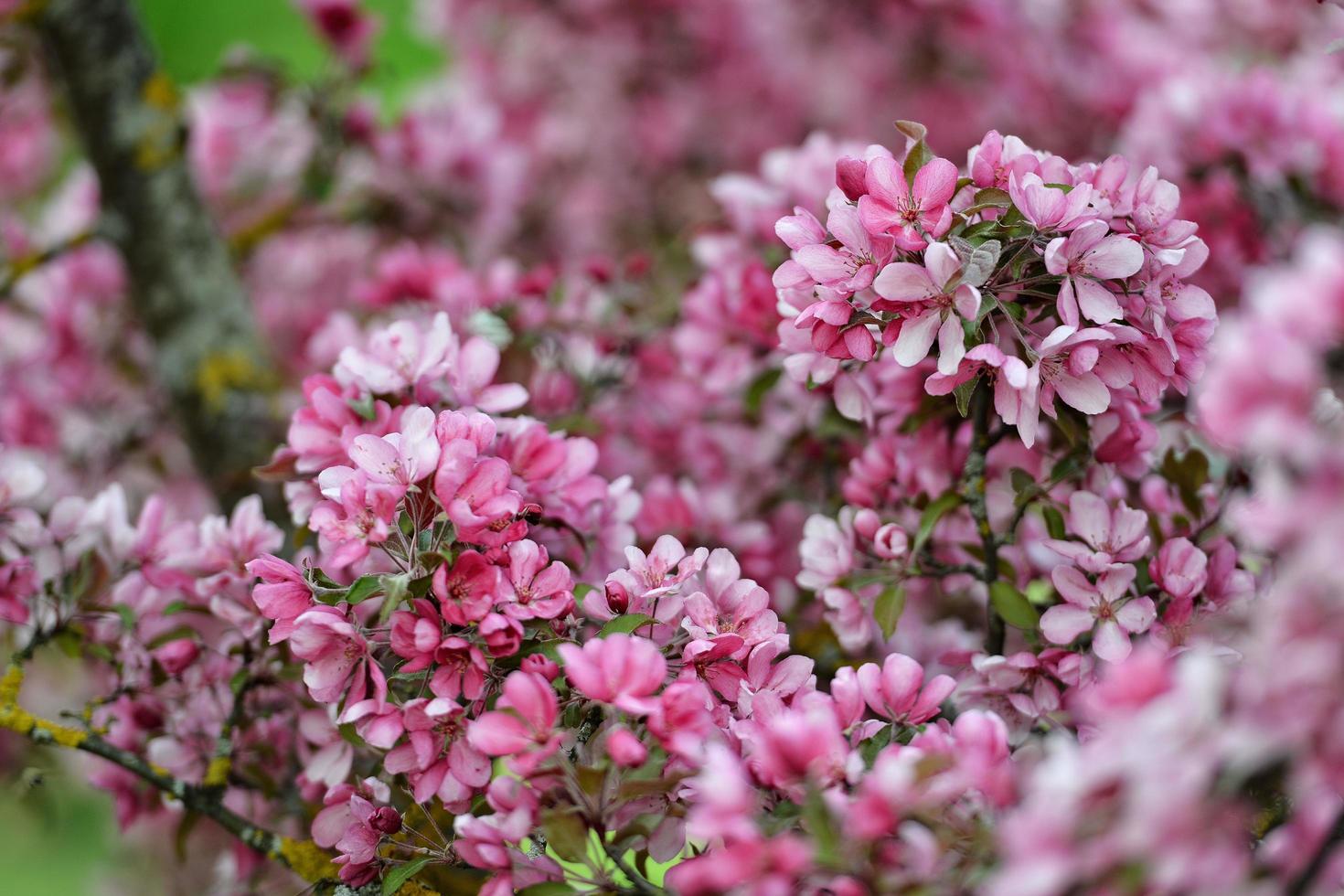 Beautiful apple flowers blooming photo