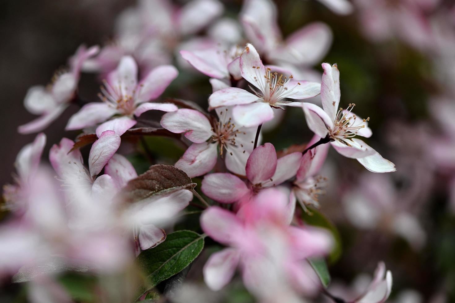 hermosas flores de manzana floreciendo foto