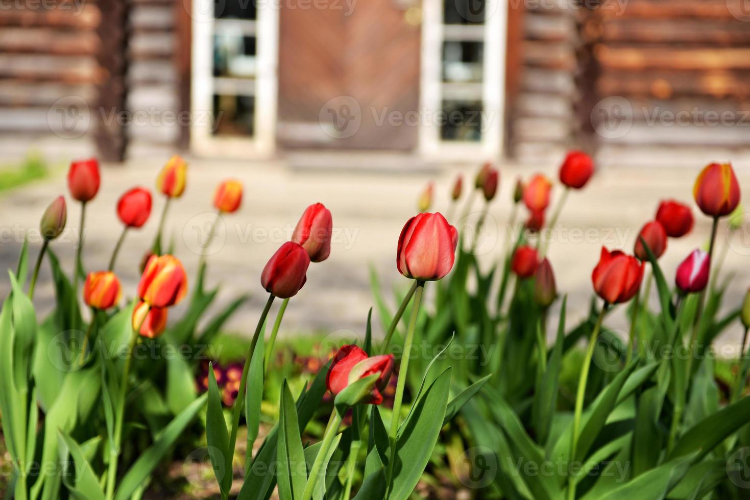 Tulips blooming in a garden photo