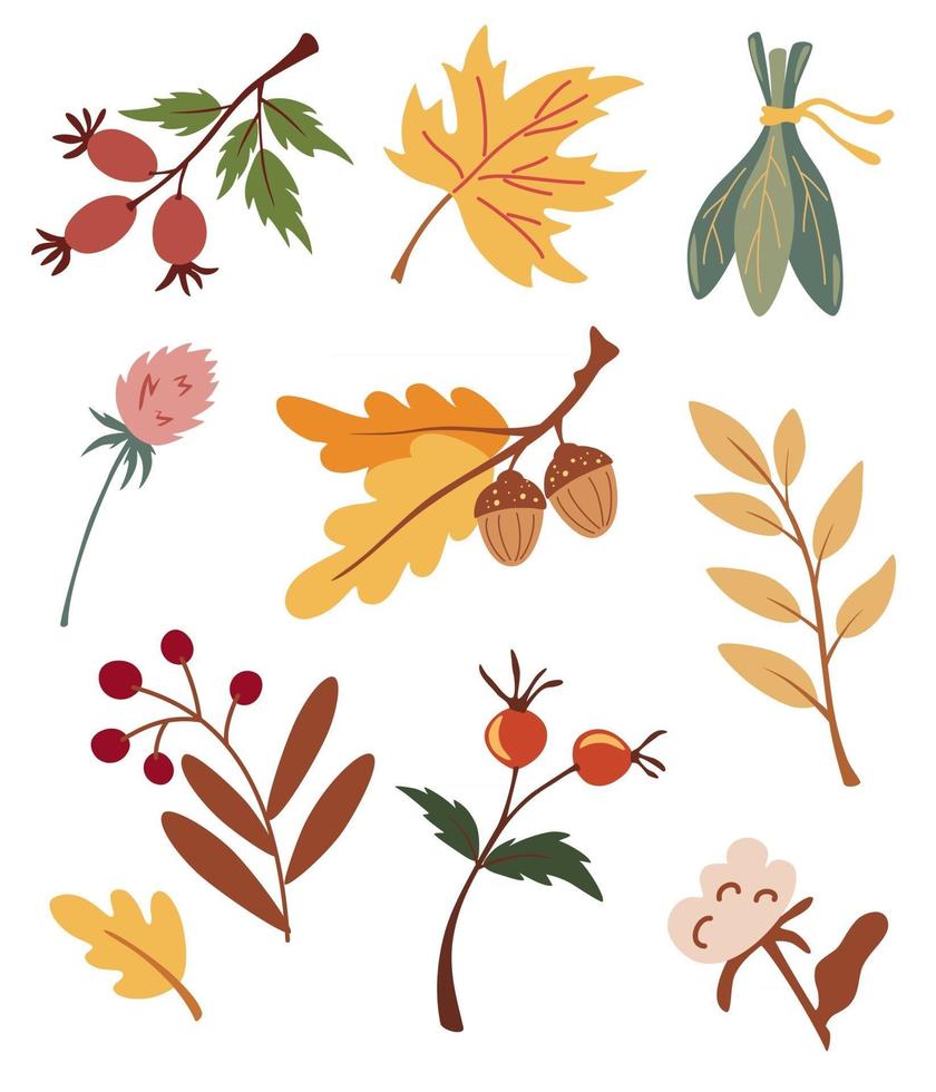 Set of autumn dried leaves, berries and flowers. Collection of various Acorns, maple, rosehip, cotton and branches. Organic herbarium. Fall forest foliage and autumnal elements vector illustrations.