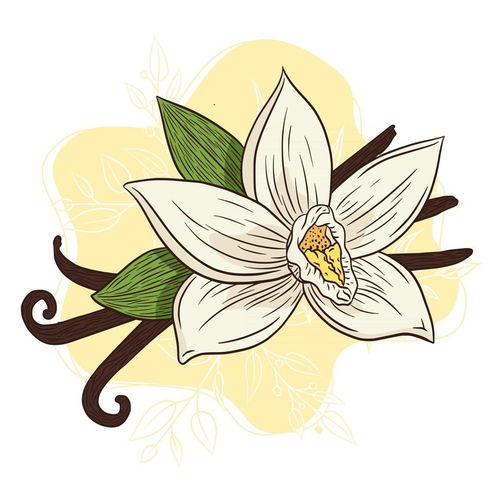 Line Art Vanilla Spice Aroma Illustration vector