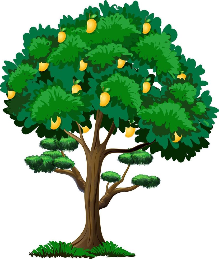 Yellow mango tree isolated on white background vector