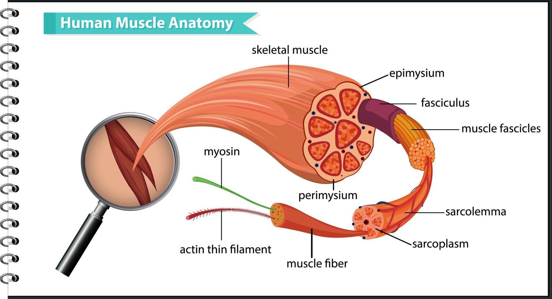 anatomía del músculo humano con anatomía del cuerpo vector