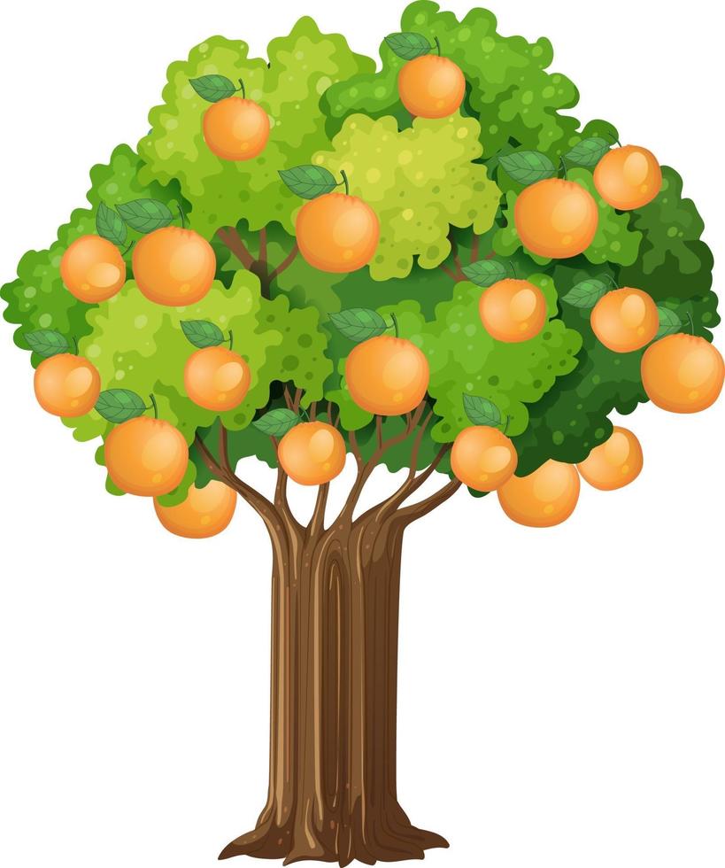Orange tree isolated on white background vector
