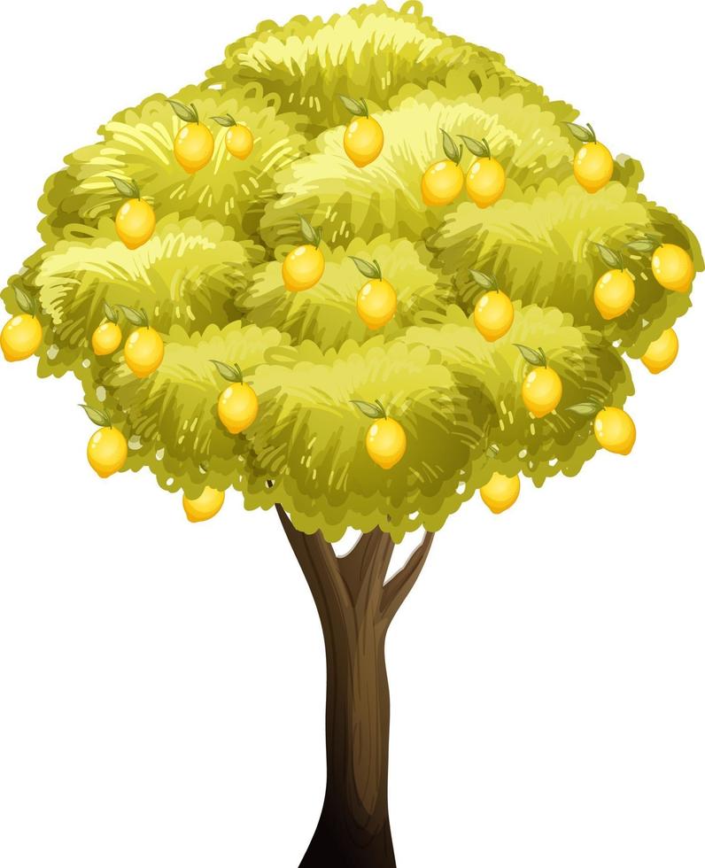 Lemon tree isolated on white background vector