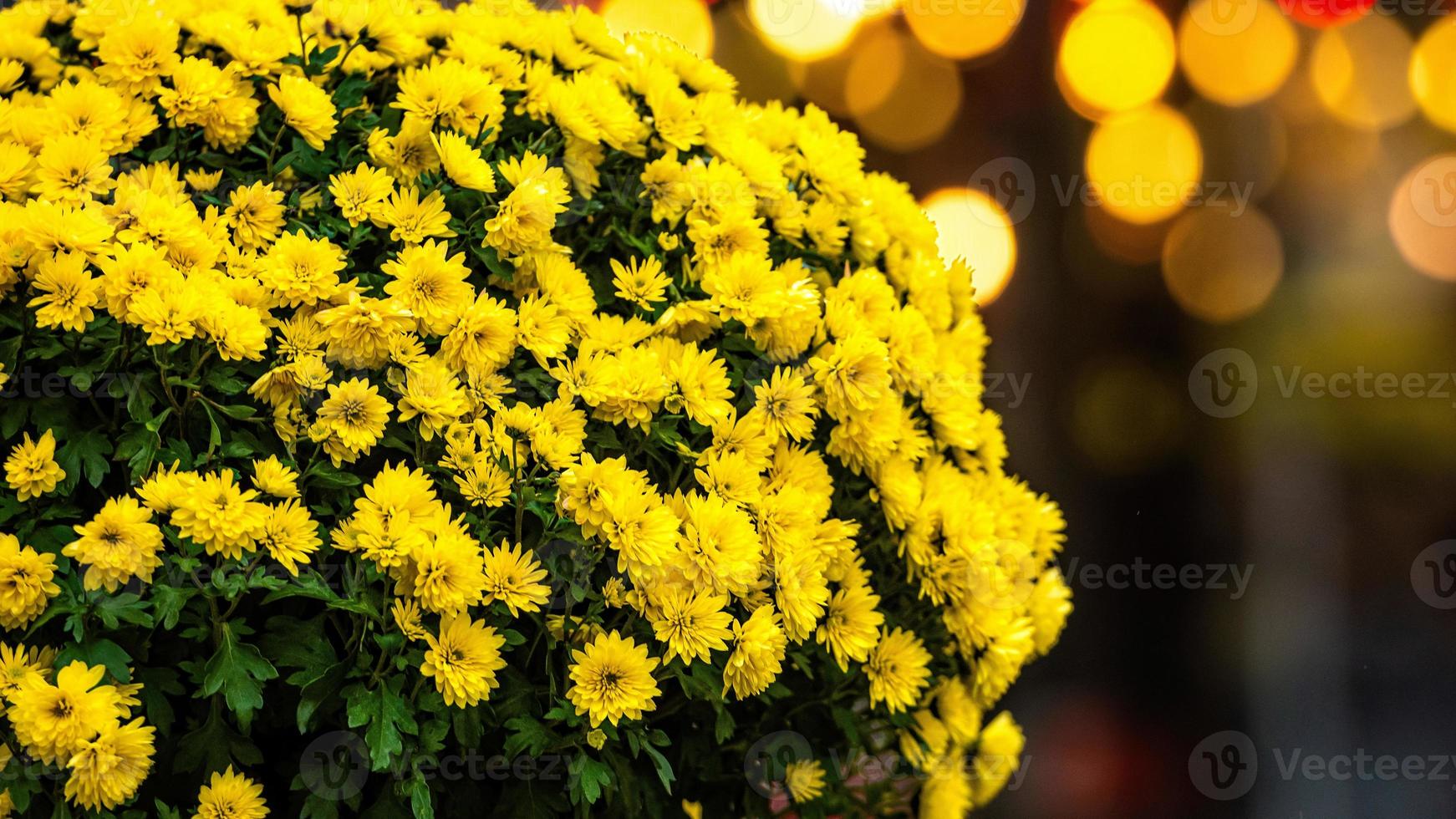 Ramo de flores amarillas sobre fondo de luces bokeh desenfocado foto